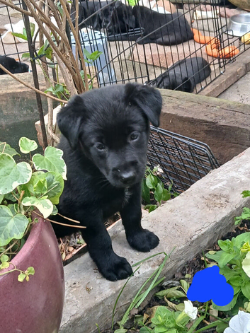 Borador puppies