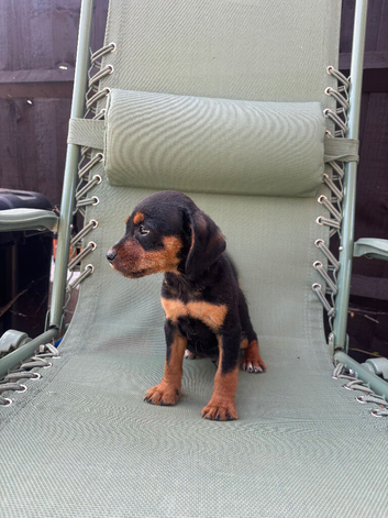 Beautiful Jack Russell Puppies &pound;450 black and tan