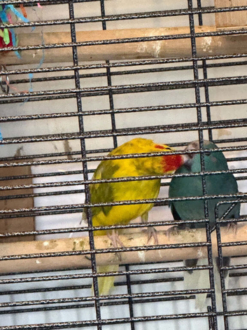 Breeding pair of kakarikis