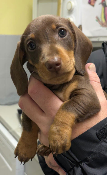 Mini dachshund puppies