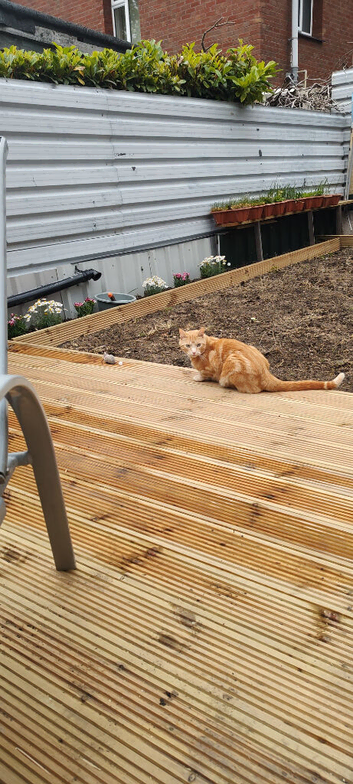 cat