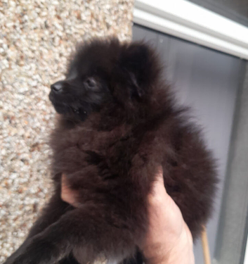 Pomeranian pup