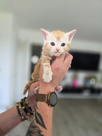 1/4 Maine coon Cross kittens !