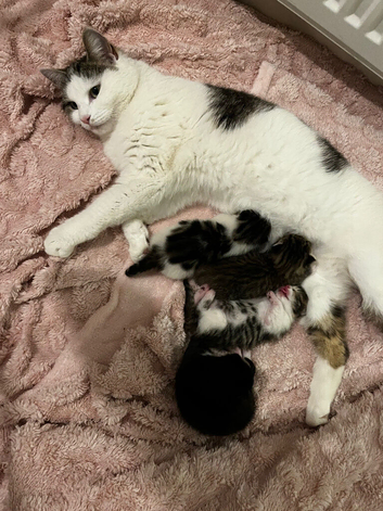 4 fluffy beautiful little kittens