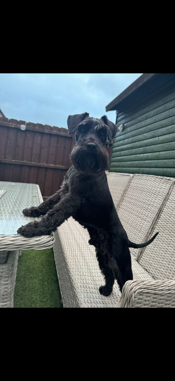 Miniature schnauzer stud