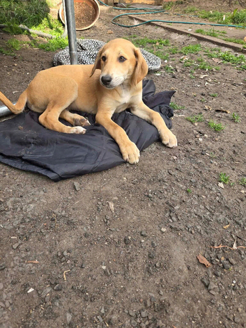 Saluki greyhound puppies