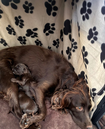 Working cocker spaniel