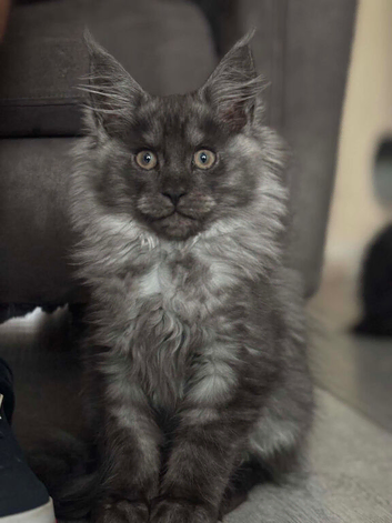 Tica registered black smoked male Maine coons