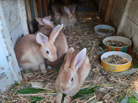 Mixed rex with English rabbits