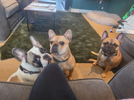 French bulldog puppies available November