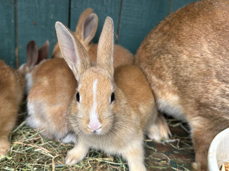 Rabbit available