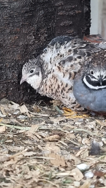 Quail