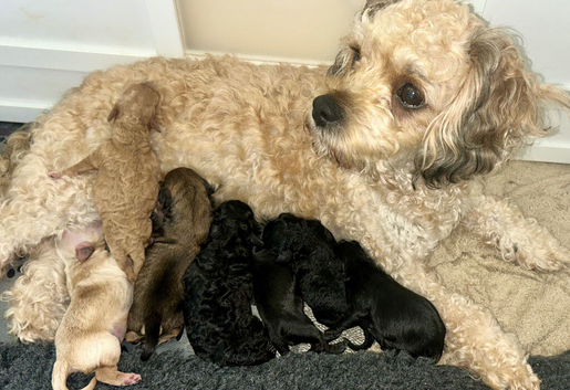 7 Adorable Cavachon puppies need loving homes