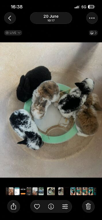 Six bunnies needing a loving home