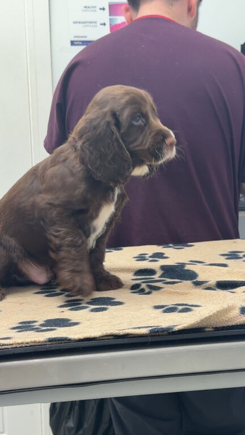 Puppies ready next week