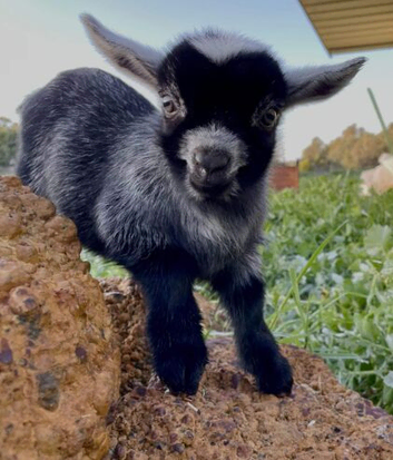 MY 8 MONTH OLD PYGMY GOAT IS MISSING!