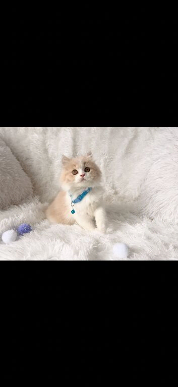British Shorthair Kittens