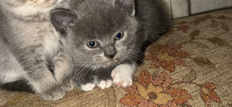 Male British shorthair