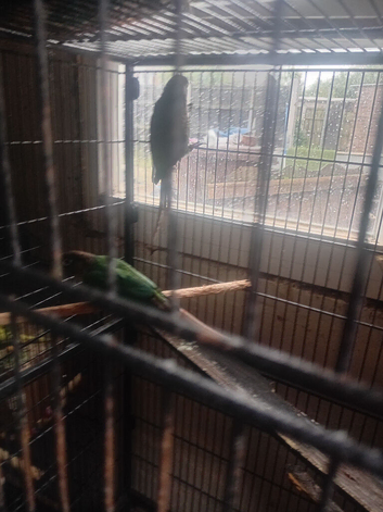 Pair of conures
