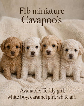 Beautiful cavapoos FB1