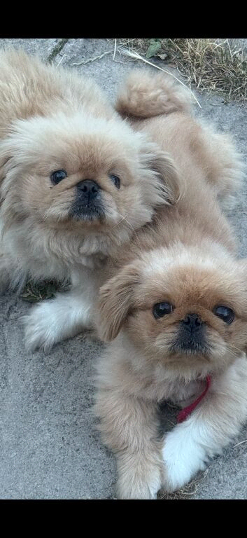 Pekingnese part-colour rare apricot & white 13 months