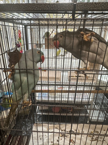 Hi for sale my pair Indian ringneck blue & grey with big black cage