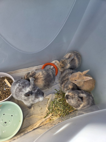 Baby Bunnies