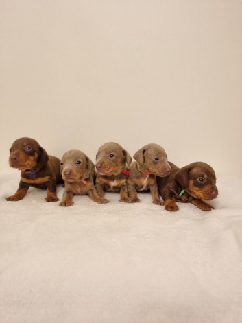Beautiful Miniature Dachshund Puppies - Isabella & Chocolate & Tan