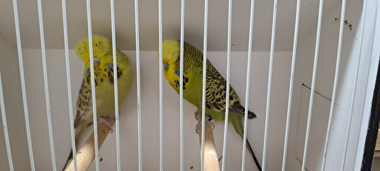 Pair of exhibition budgies for sale