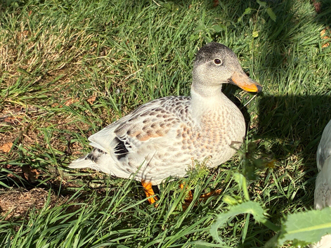 7 call miniature call ducks for sale unsexed