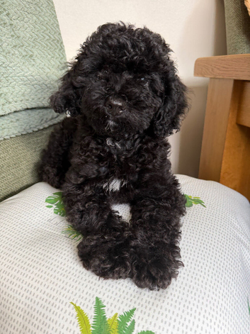 Miniature x Toy Poodle