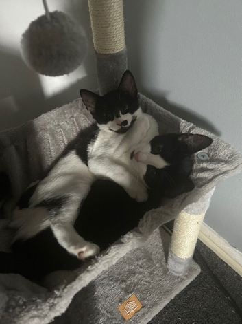 Cats