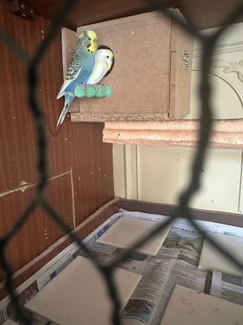Lovely bonded pair &pound;80 in Dagenham