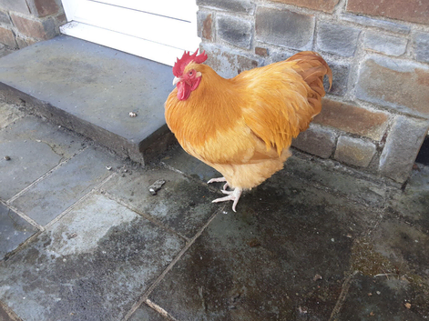 Stunning Buff Orpington  Cockerel