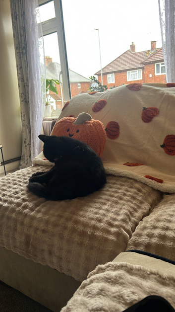 1 year old black Tom cat