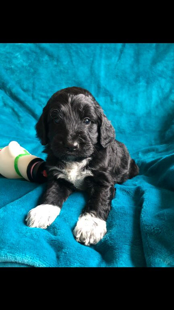 Exquisite cockapoo puppies from Health tested parents