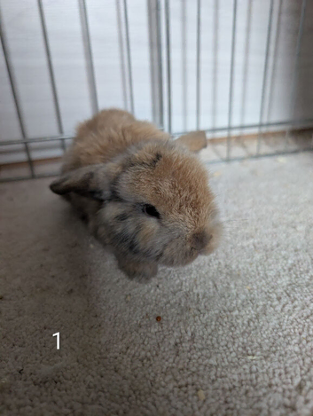 Mini lops