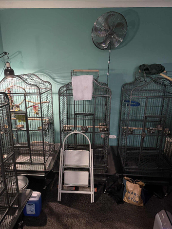 Parrot rescue