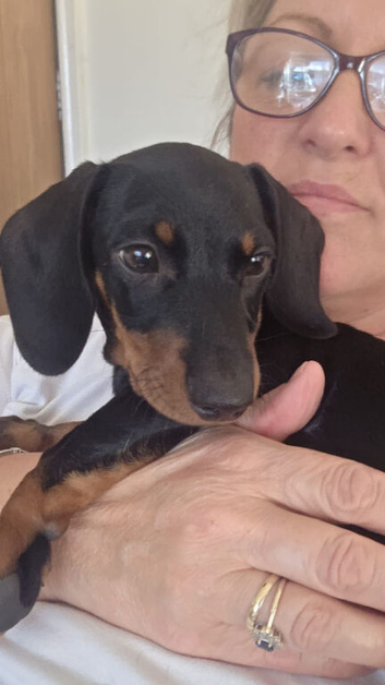 Male dachshund