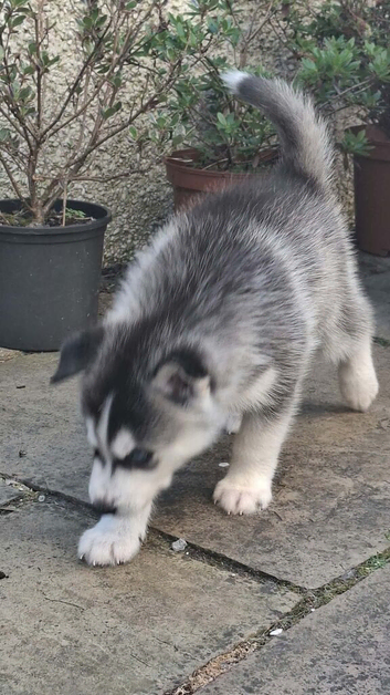 7 stunning husky pups -Ready for their forever home