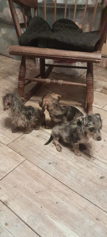 Miniature wirehaired dacshund