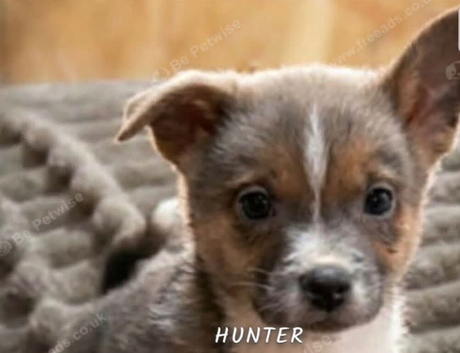 11 week old male Pomchi