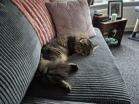 Maine coon x