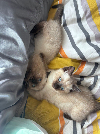 Stunning Persian x Ragdoll x Siamese Female Kitten - Blue Eyes & Confident Character