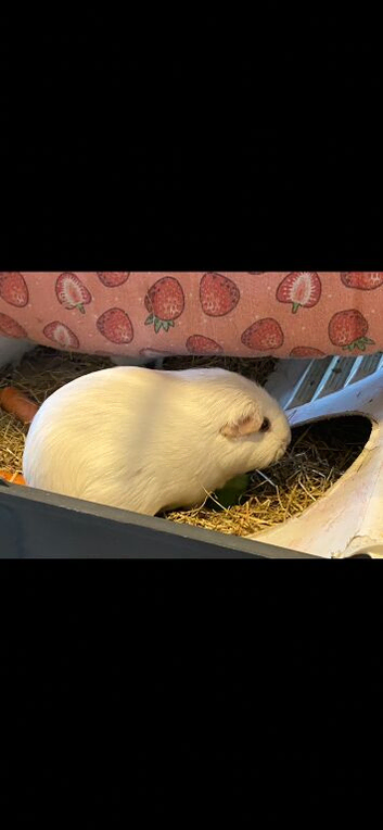 Father and son guineapigs for sale