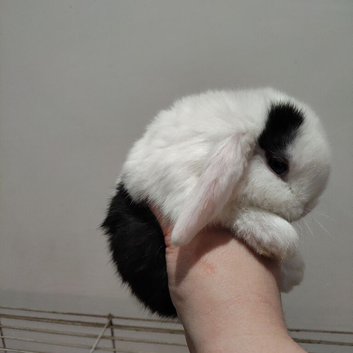 14 week old Mini lop does (reduced)