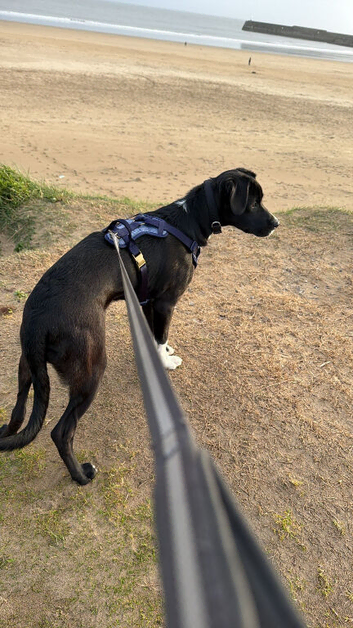 6 month old Labrador x Border Collie