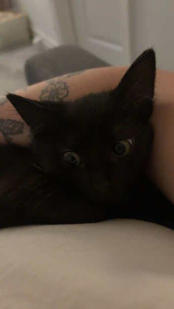 Beautiful Kitten