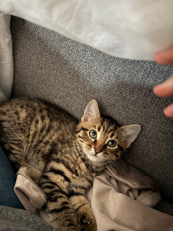 14 big beautiful male kitten