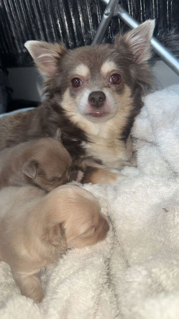 Two beautiful pure chihuahua for sale